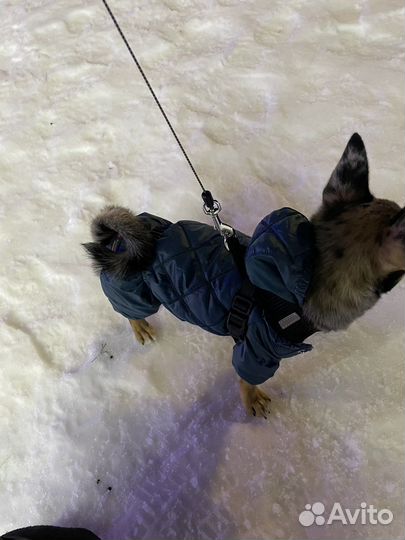 Комбинезон зимний для собаки