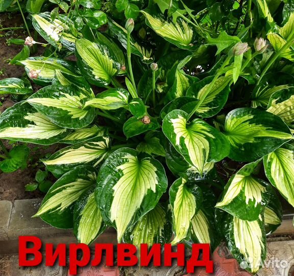 Хосты