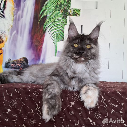 Девочки полидакты