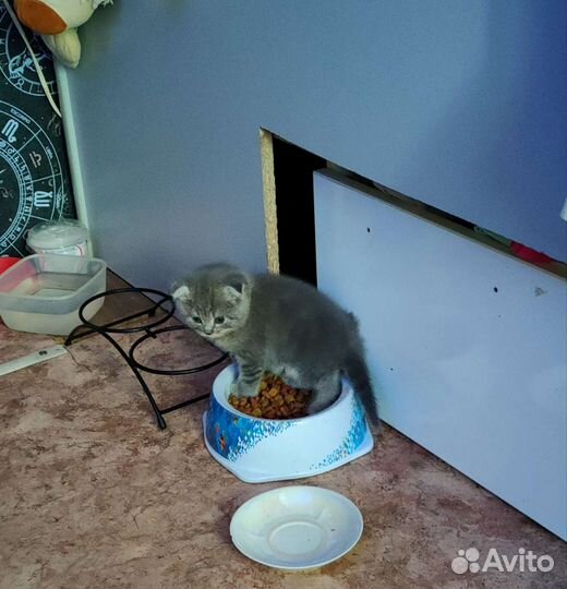 Шотландские котята
