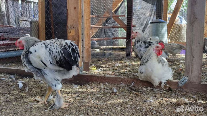 Молодые петухи