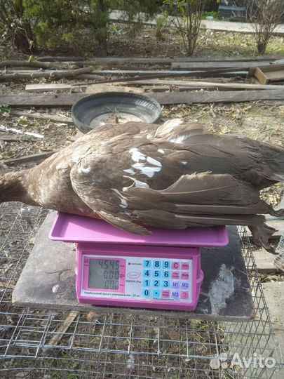 Индоутки тяжелой линии