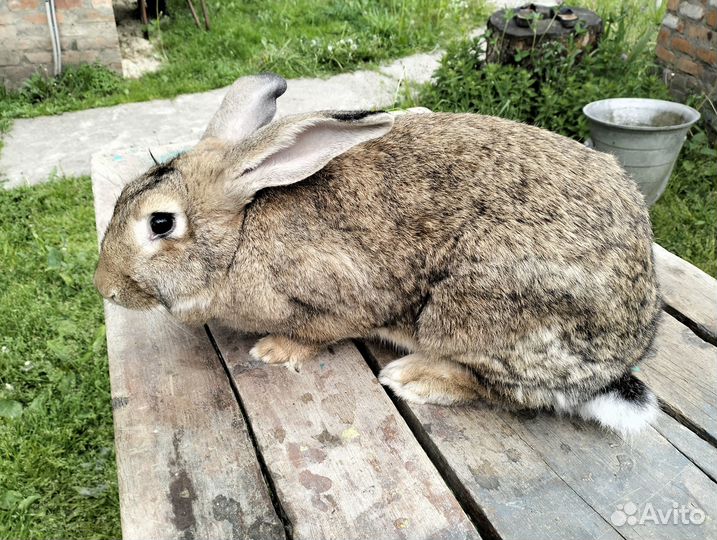 Кролики на племя