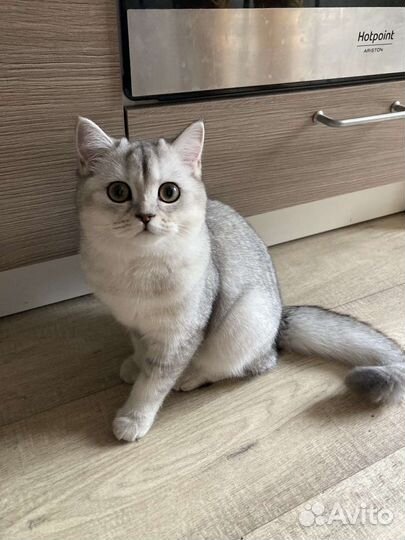 Котенок шотландской шиншиллы