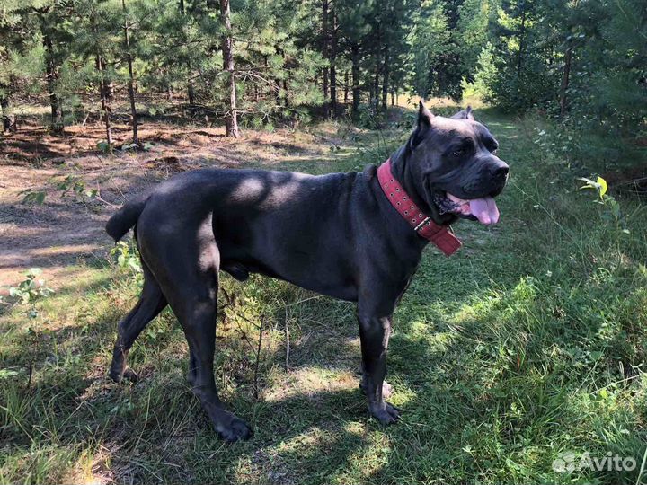 Кане Корсо вязка