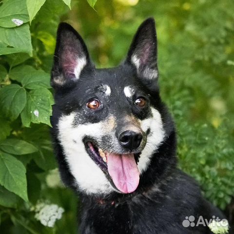 Собака Альфа в добрые руки