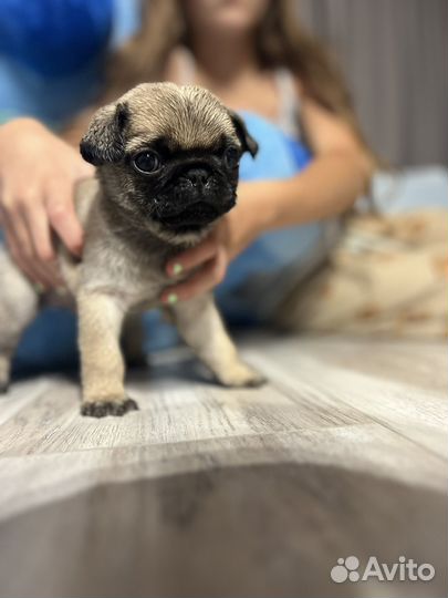 Щенки мопса