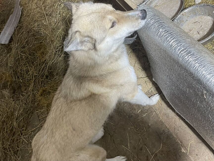 Щенки лайки зсл