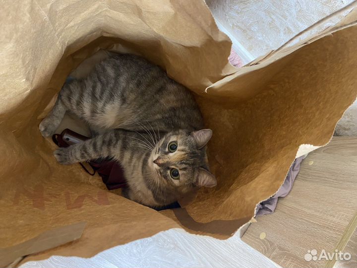 Кошечка в добрые руки