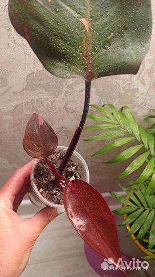 Филодендрон розовая принцесса