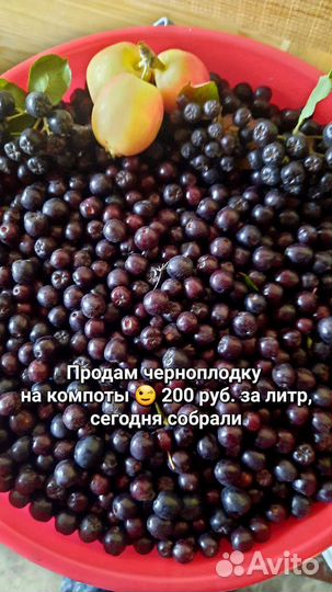 Черноплодка