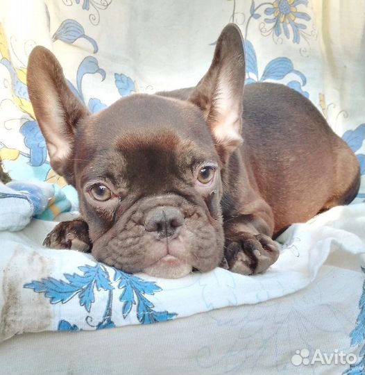 Французский мачо