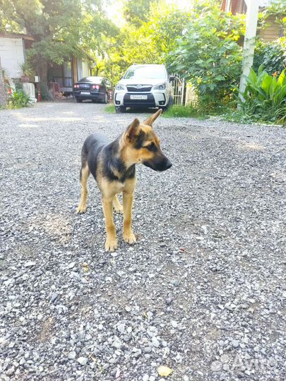 Собачка-девочка, в хорошие руки