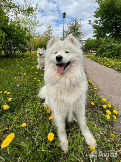 Самоеды для фотосессии, собаки на съемку