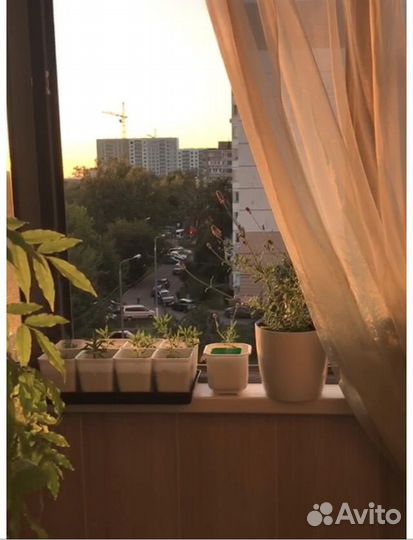 Лаванда, выращенная на балконе