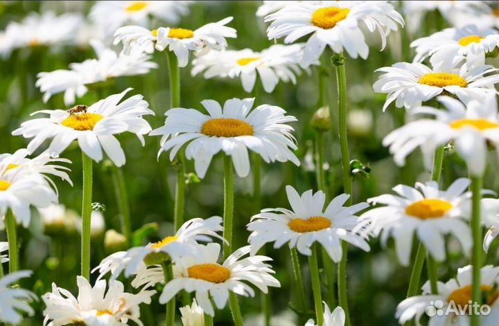 Крупная садовая ромашка