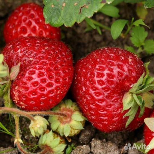 Рассада клубники