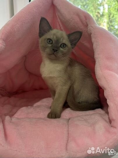 Котята бурмы