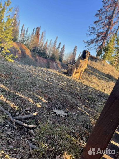 Южнойафриканский бурбуль