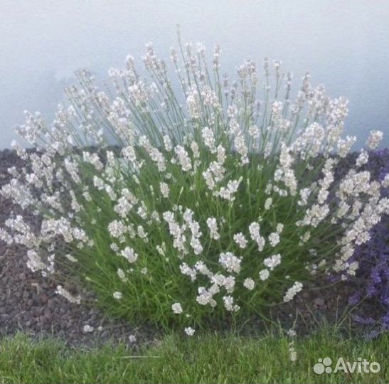 Декоративные растения для сада