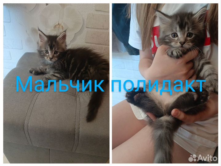 Котята мейн-кун