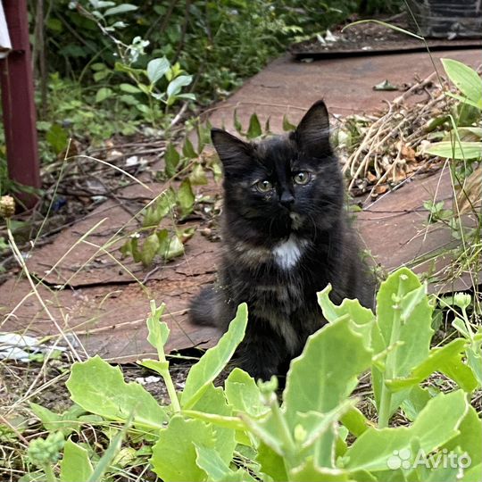 Котенок девочка 3 месяца