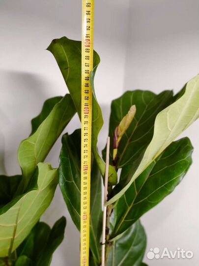 Фикус лирата большой