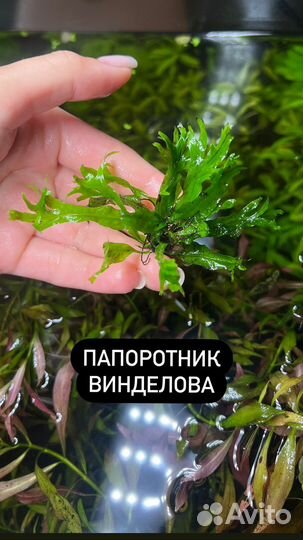 Аквариумные растения Анубиас Людвигия