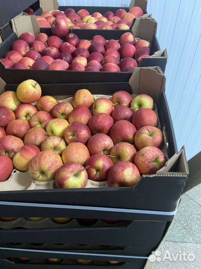 Яблоки для переработки