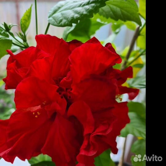 Сортовые гибискусы