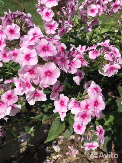 Многолетние метельчатые флоксы