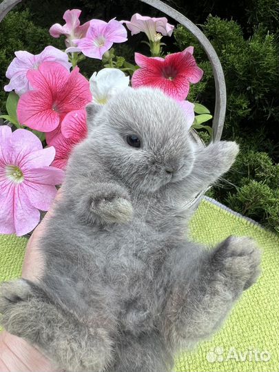 Карликовые кролики питомник