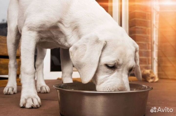 Экокорм для собак