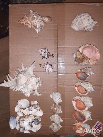 Набор ракушек.Раковина морская, ракушки с шумом мо