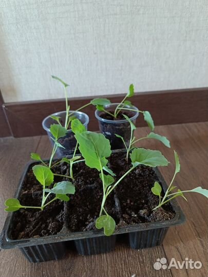 Базилик, капуста кольраби, разморин рассада