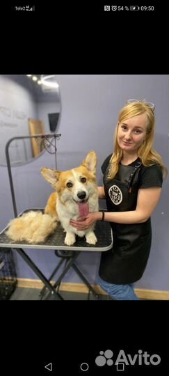 Стрижка собак и кошек, экспресс линька (груминг)