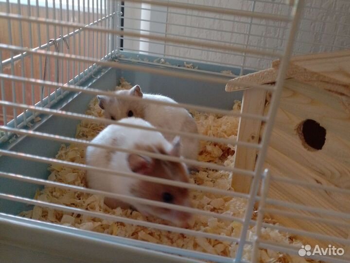 Продам двух Хомяков и клетку со всем за 5000