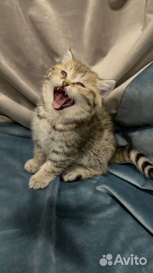 Рождественские Шотландские котята