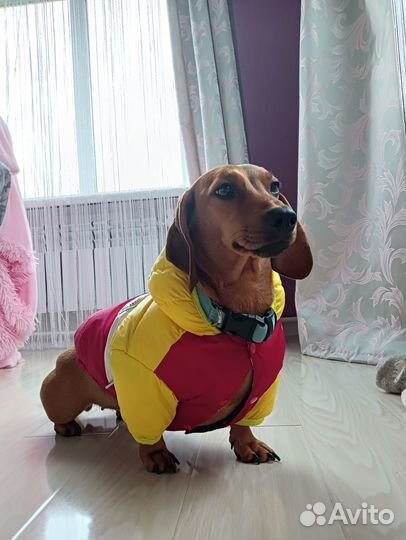Одежда для животных