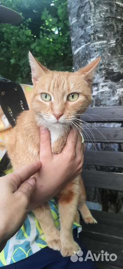 Солнечная кошка ищет дом