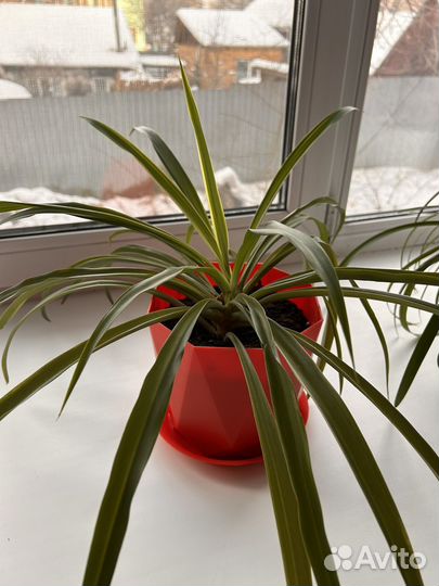 Хлорофитум хохлатый