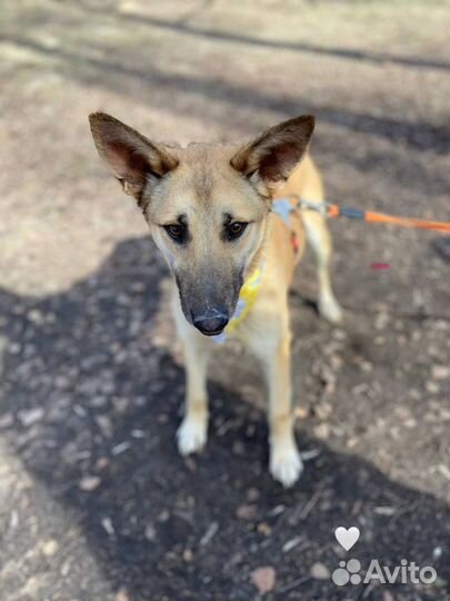 Собака в добрые руки