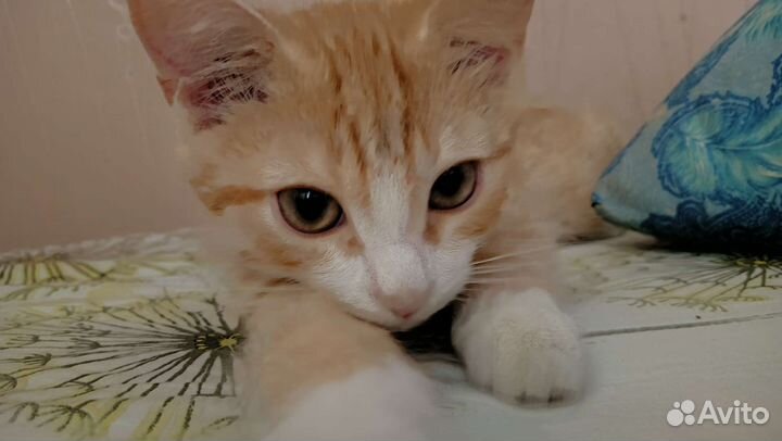 Котенок в добрые руки