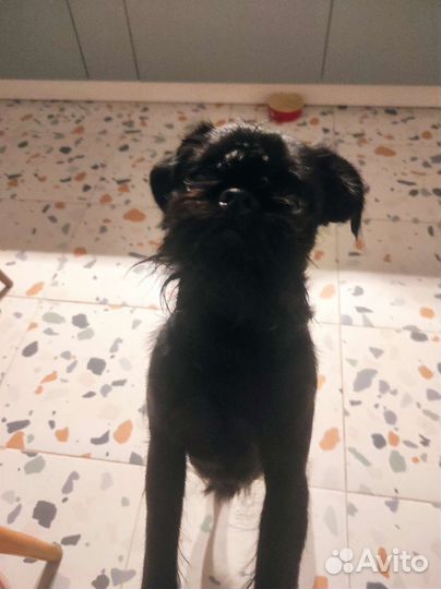 Груминг шнауцеров и гриффонов