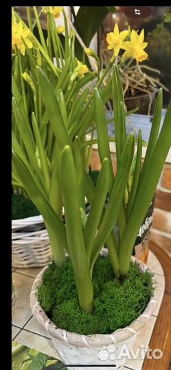 Композиции из живых цветов