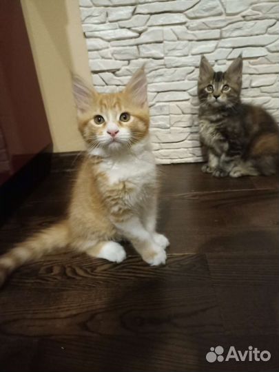 Мейн-кун котёнок