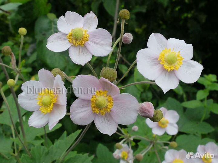 Стефанандра, Традесканция, Анемона японская