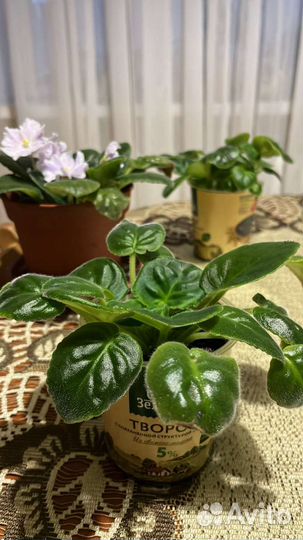 Фиалка цветущая