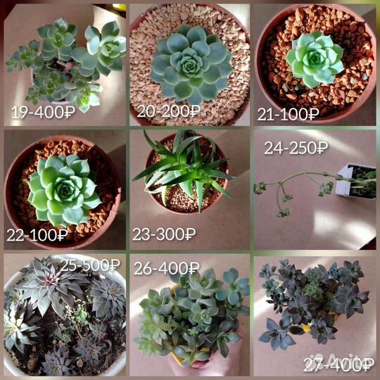 Суккуленты 1