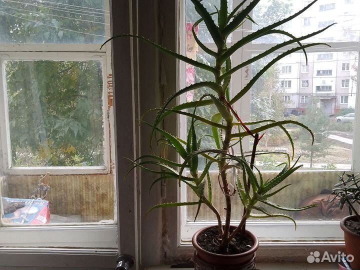 Цветок алоэ